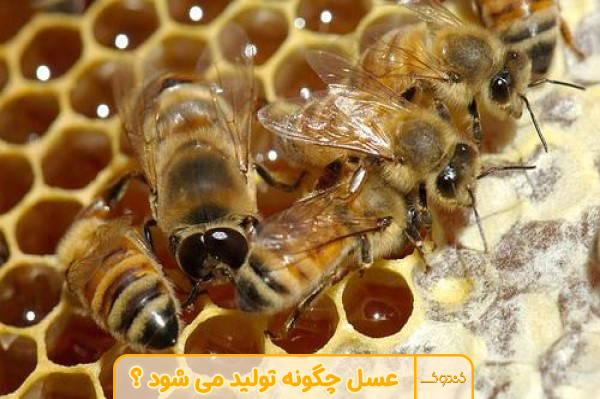 عسل چگونه تولید می شود ؟