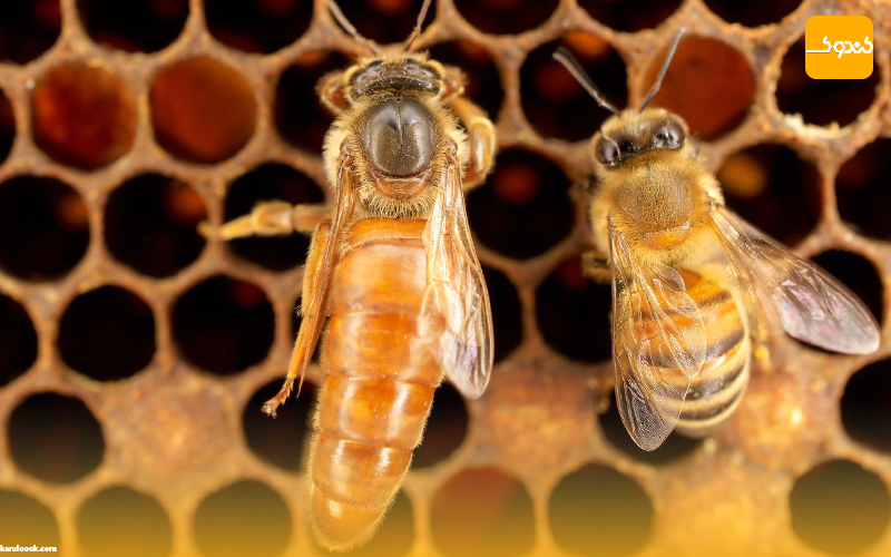 انواع زنبور عسل در کندو