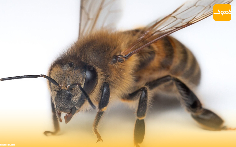 انواع زنبور عسل در کندو