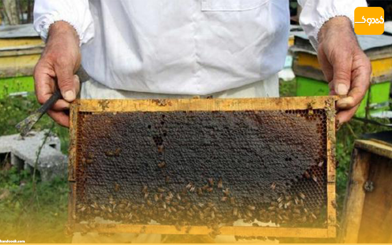 معجزه عسل سیاه | خواص شگفت انگیز عسل سیاه