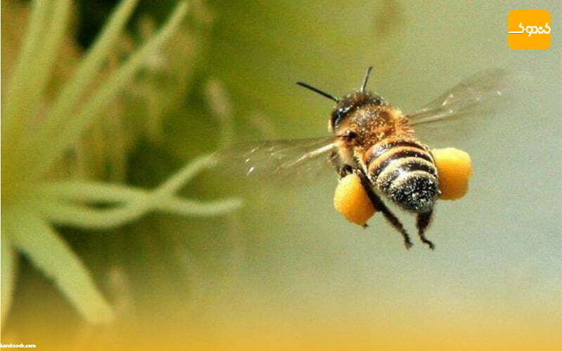 وظایف ملکه و زنبورهای سرباز چیست و روند تولید عسل طبیعی چگونه است ؟