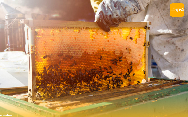 آیا عسل مدفوع زنبور است ؟
