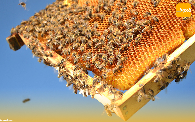 زمستان زنبورهای عسل !