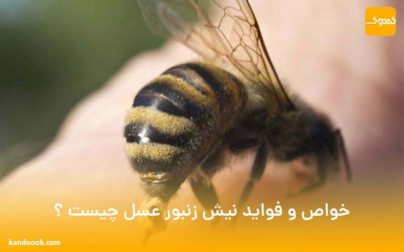 خواص و فواید نیش زنبور عسل چیست ؟
