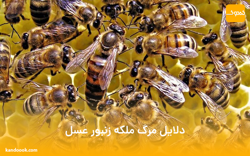 دلایل مرگ ملکه زنبور عسل