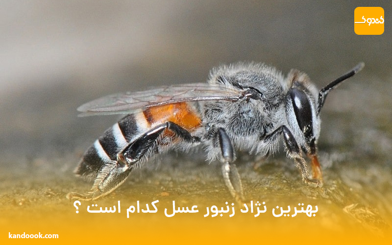 بهترین نژاد زنبور عسل کدام است ؟