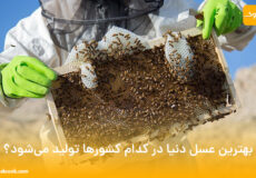 بهترین عسل دنیا در کدام کشورها تولید می‌شود؟