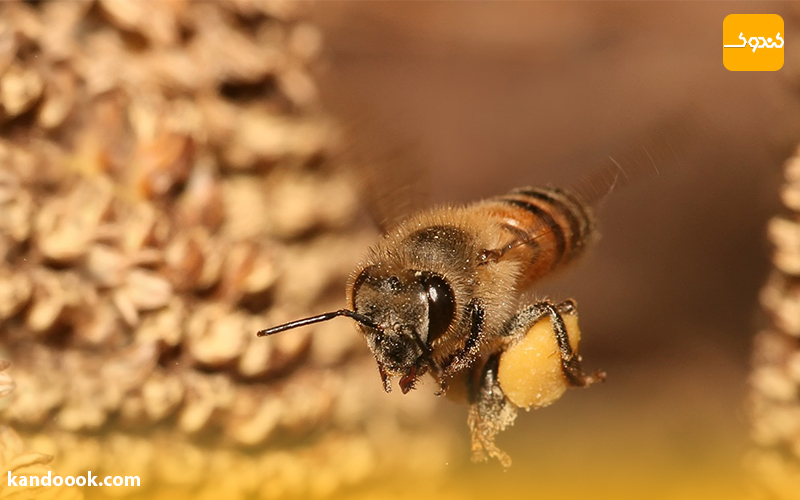 درمان ایدز با زهر زنبور عسل