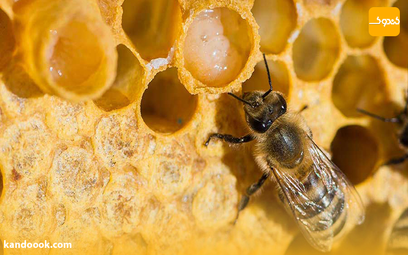 آیا از تفاوت ژل رویال با عسل خبر دارید؟