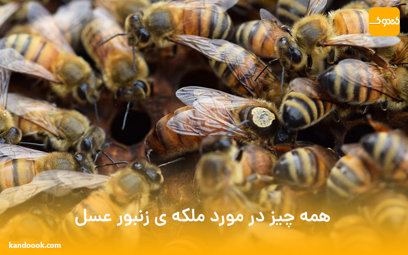 همه چیز در مورد ملکه ی زنبور عسل