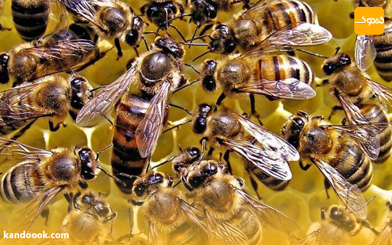 همه چیز در مورد ملکه ی زنبور عسل