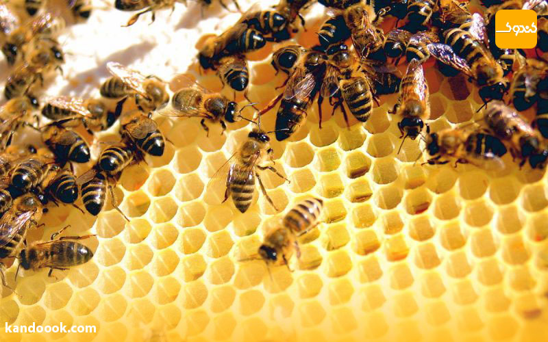 موم عسل چگونه تولید می شود ؟