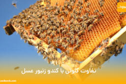 تفاوت کلونی با کندو زنبور عسل