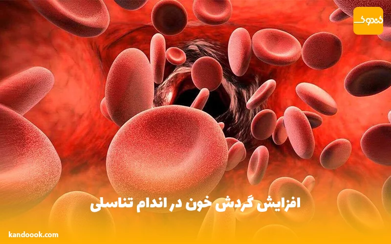 افزایش گردش خون در اندام تناسلی