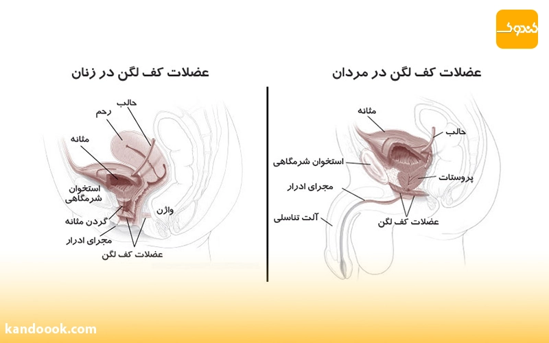 تمرین کگل برای زود انزالی