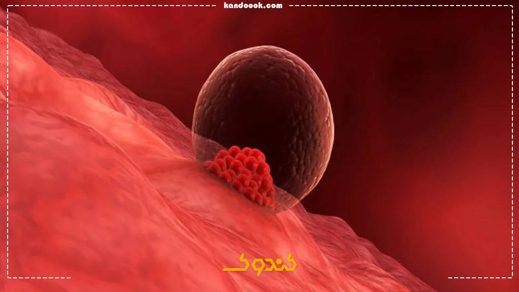 عوامل موثر بر افزایش تخمک‌گذاری