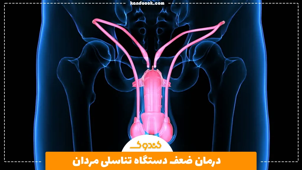 درمان ضعف دستگاه تناسلی مردان