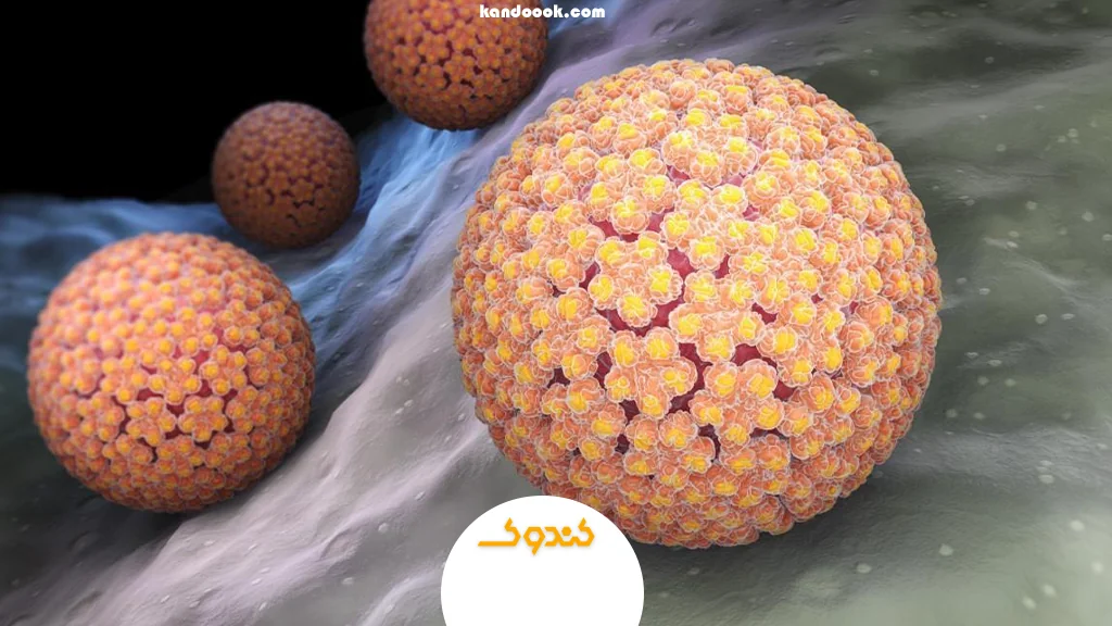 ویروس پاپیلومای انسانی (HPV) در مردان