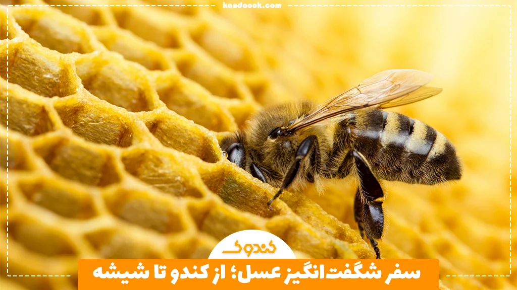 سفر شگفت‌انگیز عسل؛ از کندو تا شیشه