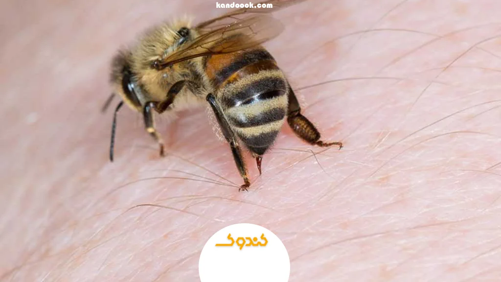 زنبور عسل، حشره‌ای باورنکردنی
