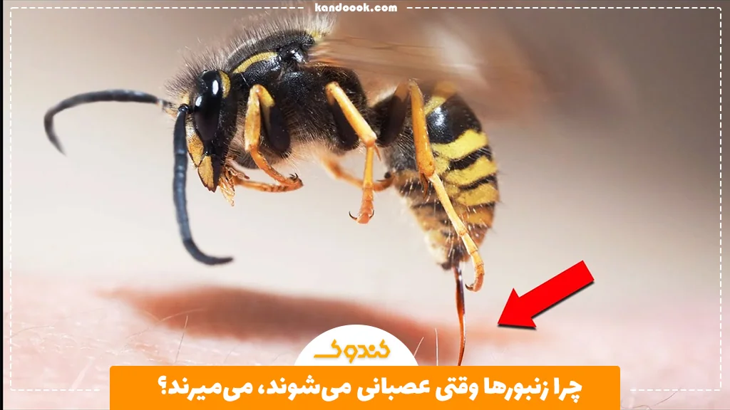 چرا زنبورها وقتی عصبانی میشوند، میمیرند؟