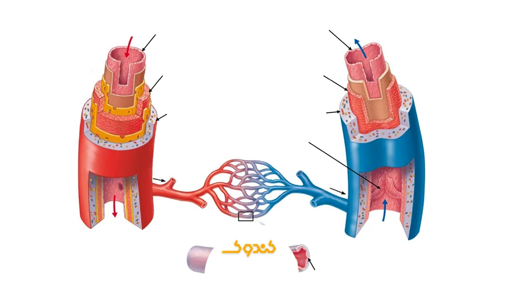 تقویت و محافظت از دیواره رگ‌ها