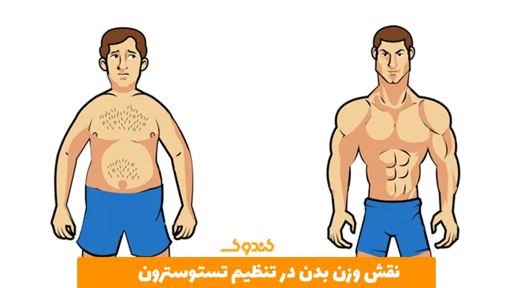 نقش وزن بدن در تنظیم تستوسترون