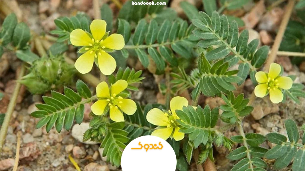 تریبولوس ترستریس: هنوز بهترین گزینه گیاهی؟