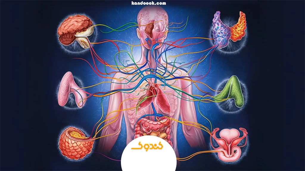 تعادل هورمونی چیست و چرا برای بدن اهمیت دارد؟