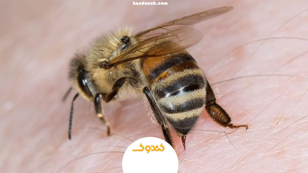 زهر زنبور عسل